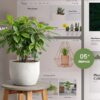 Flami - MultiPurpose Plant Store shopify 2.0 Theme